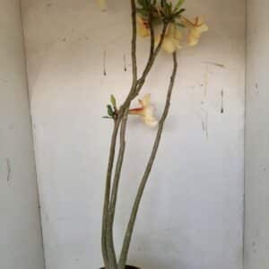 Planta Simples 1119 – 60cm – 03 anos