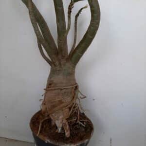 Planta Simples 1121 – 80cm – 05 anos