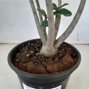 Planta Simples 1123 – 30cm – 02 anos