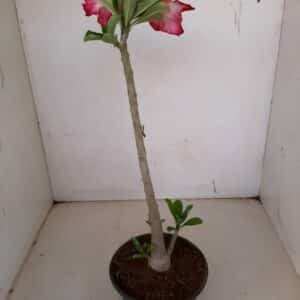 Planta Simples 1126 – 30cm – 02 anoS