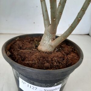 Planta Simples 1127 – 30cm – 02 anos