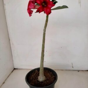 Planta Simples 1133 – 30cm – 01 ano