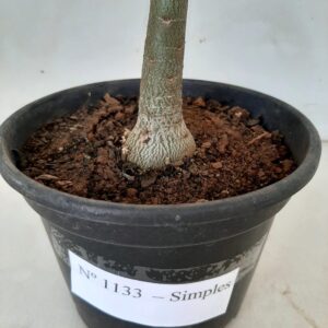 Planta Simples 1133 – 30cm – 01 ano