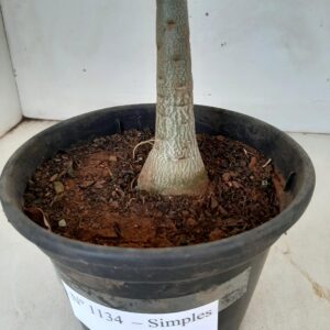 Planta Simples 1134 – 30cm – 01 ano