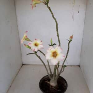 Planta Simples 1135 – 30cm – 02 anos