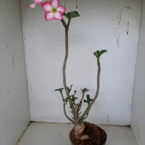 Planta Simples 1136 – 40cm – 03 anos