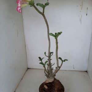 Planta Simples 1136 – 40cm – 03 anos