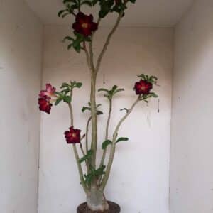 Planta Simples 1140 – 70cm – 05 anos