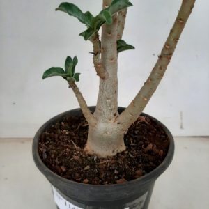 Planta Simples 1142 – 30cm – 02 anos