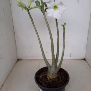 Planta Simples 1143 – 30cm – 02 anos