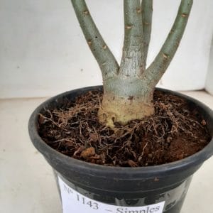 Planta Simples 1143 – 30cm – 02 anos