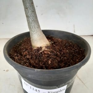 Planta Simples 1145 – 30cm – 02 anos