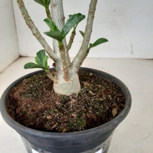 Planta Simples 1146 – 30cm – 02 anos