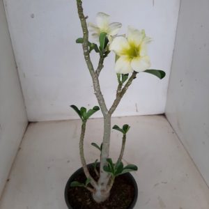 Planta Simples 1146 – 30cm – 02 anos