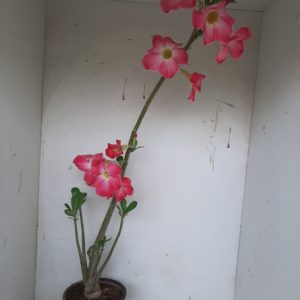Planta Simples 1147 – 60cm – 03 anos