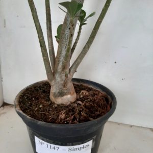 Planta Simples 1147 – 60cm – 03 anos