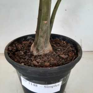 Planta Simples 1148 – 50cm – 03 anos