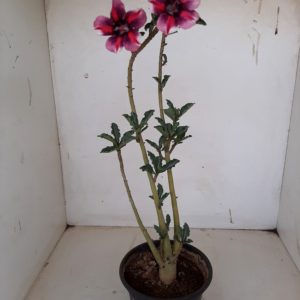 Planta Simples 1149 – 30cm – 01 ano
