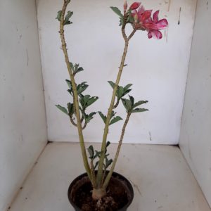 Planta Simples 1149 – 30cm – 01 ano