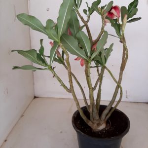Planta Simples 1151 – 30cm – 02 anos