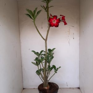 Planta Simples 1153 – 45cm – 03 anos