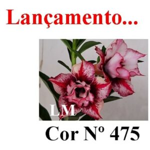 ENXERTO Nº 5988 – 20cm