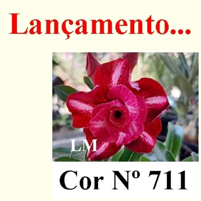 ENXERTO 6202 – 20cm  (cor LM 711)