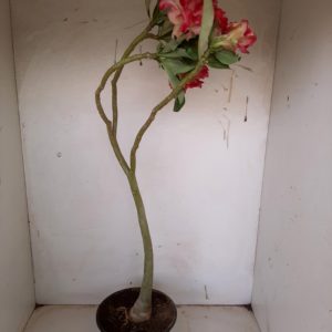 Planta Dobrada 1117 – 40cm – 03 anos