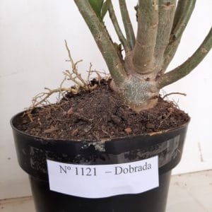 Planta Dobrada 1121 – 50cm – 04 anos