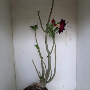 Planta Dobrada 1121 – 50cm – 04 anos