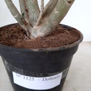 Planta Dobrada 1125 – 40cm – 03 anos
