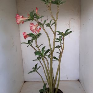 Planta Dobrada 1127 – 40cm – 03 anos