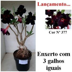 LEILÃO Nº 500