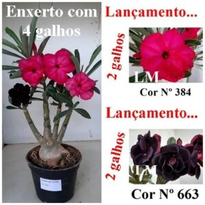 LEILÃO Nº 501