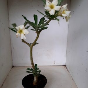 Planta Simples 1158 – 30cm – 02 anos