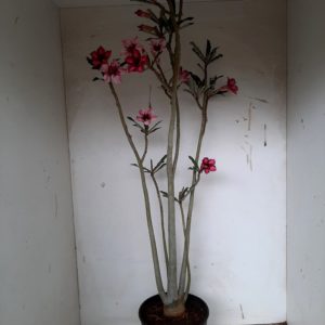 Planta Simples 1159 – 40cm – 03 anos