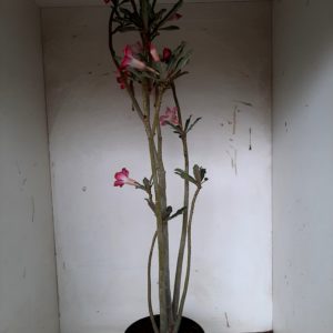Planta Simples 1159 – 40cm – 03 anos