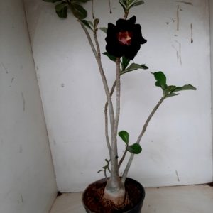 Planta Simples 1161 – 35cm – 03 anos