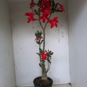 Planta Simples 1166 – 40cm – 03 anos