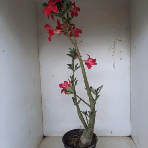 Planta Simples 1166 – 40cm – 03 anos