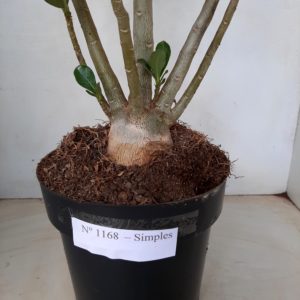 Planta Simples 1168 – 55cm – 05 anos