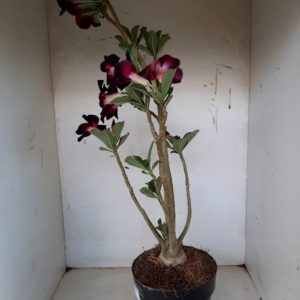 Planta Simples 1168 – 55cm – 05 anos