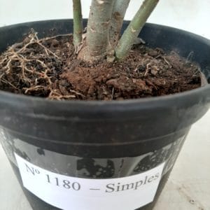Planta Simples 1180 – 25cm – 01 ano