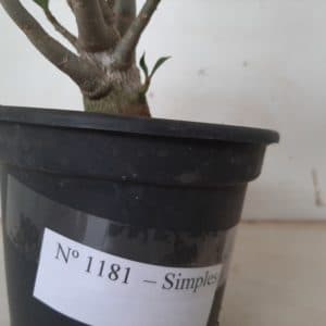 Planta Simples 1181 – 40cm – 02 anos