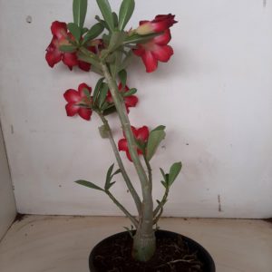 Planta Simples 1181 – 40cm – 02 anos
