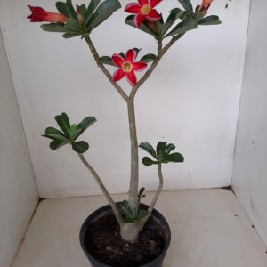 Planta Simples 1182 – 30cm – 02 anos