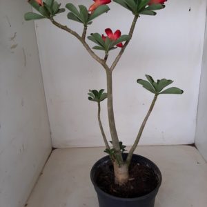 Planta Simples 1182 – 30cm – 02 anos
