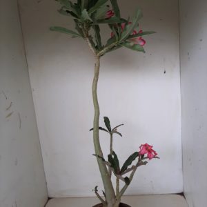 Planta Simples 1183 – 40cm – 03 anos