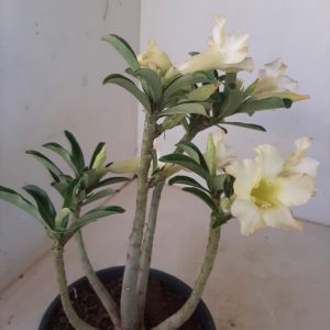 Planta Simples 1184 – 25cm – 01 ano