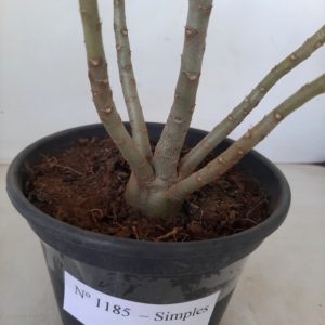 Planta Simples 1185 – 25cm – 01 ano